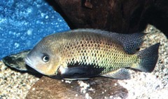 Pantano Cichlid photo 5