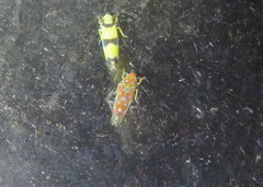Erythroneura rubra