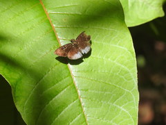 Pythonides proxenus