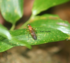 Ptecticus cingulatus