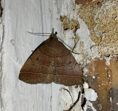 Zanclognatha obscuripennis