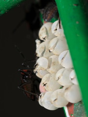 Tessaratoma papillosa