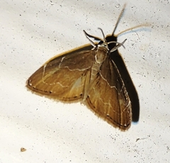 Glaphyria peremptalis