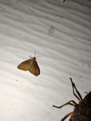 Glaphyria peremptalis