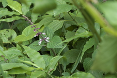 Orthosiphon rubicundus