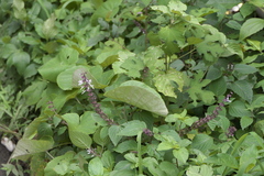Orthosiphon rubicundus