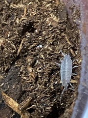 Porcellionides