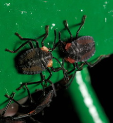 Tessaratoma papillosa