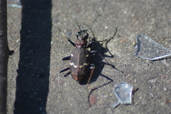 Cicindela sylvatica