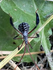 Acanthocephala declivis
