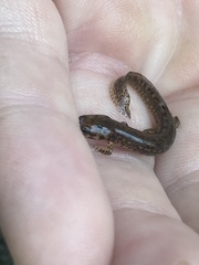 Eurycea wilderae