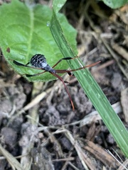 Acanthocephala declivis