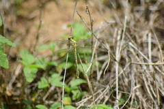 Gomphus graslinii