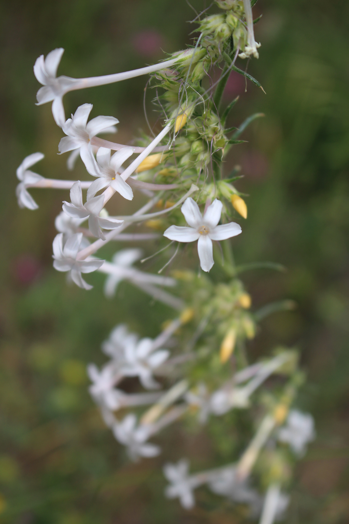Ipomopsis aggregata ssp. candida