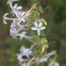 White-flowered Scarlet Gilia - Photo (c) Sdavidm1, some rights reserved (CC BY-NC), uploaded by Sdavidm1