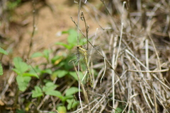 Gomphus graslinii