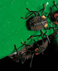 Tessaratoma papillosa