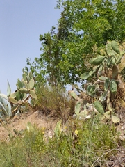 Opuntia maxima