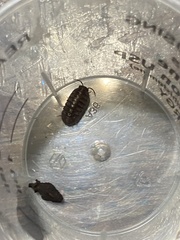 Armadillidium vulgare