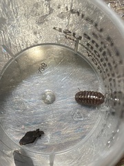Armadillidium vulgare