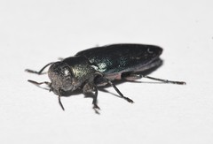 Chrysobothris analis