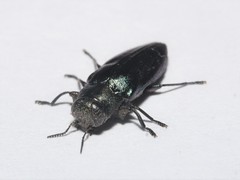 Chrysobothris analis