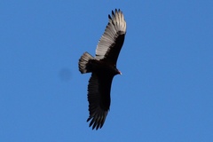 Cathartes aura septentrionalis