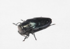 Chrysobothris analis
