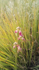 Disperis stenoplectron