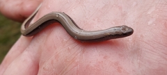 Anguis fragilis