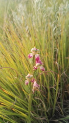 Disperis stenoplectron