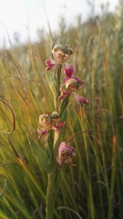 Disperis stenoplectron