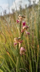 Disperis stenoplectron