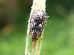 Grynoma