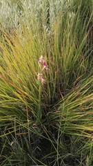 Disperis stenoplectron