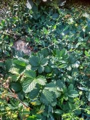 Potentilla intermedia