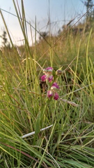 Disperis stenoplectron