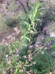 Baccharis plummerae