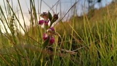 Disperis stenoplectron