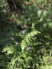 Eucephalus ledophyllus