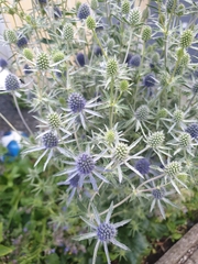 Eryngium amethystinum
