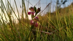 Disperis stenoplectron