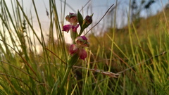 Disperis stenoplectron