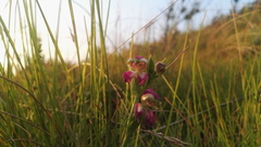 Disperis stenoplectron