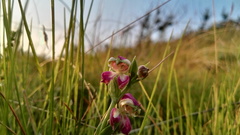 Disperis stenoplectron