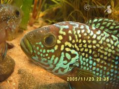 Jack Dempsey photo 5