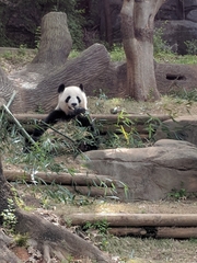 Ailuropoda melanoleuca