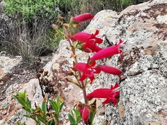 Penstemon coriaceus