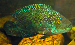 Jack Dempsey photo 1