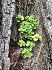 Phedimus kamtschaticus